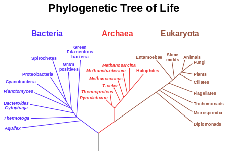 A phylogeny of biological species - a classic example of a hierarchical classification system