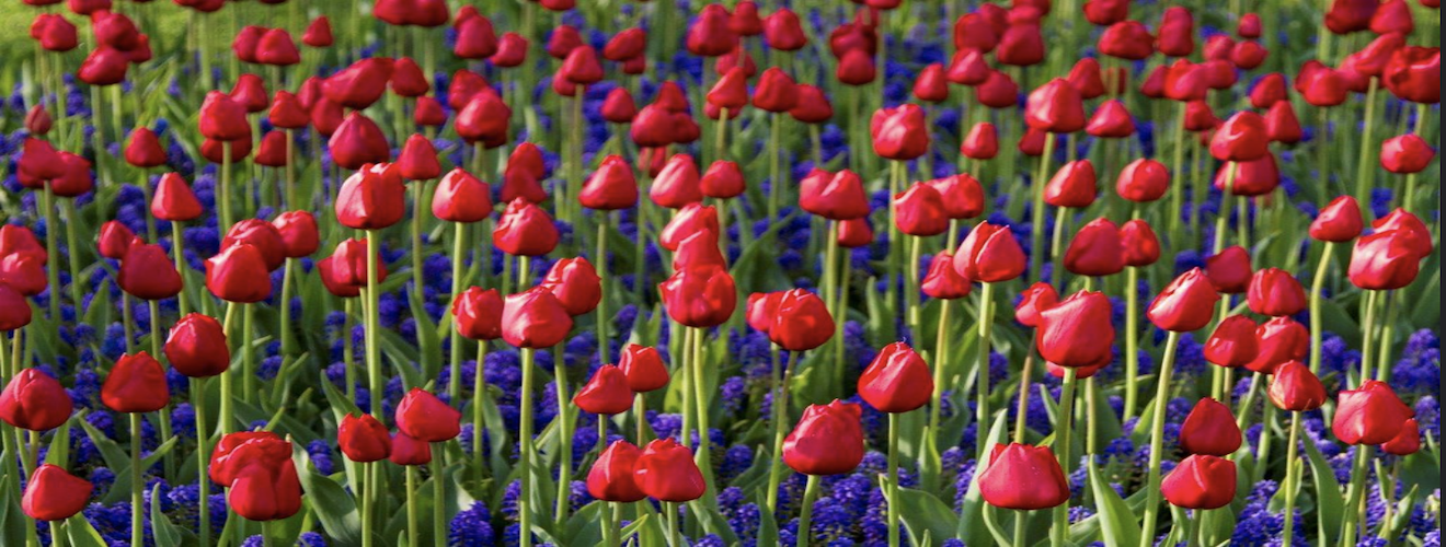 More tulips.