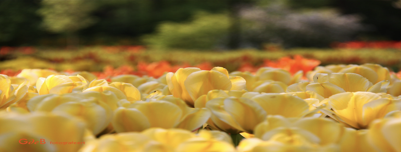 Even more tulips.