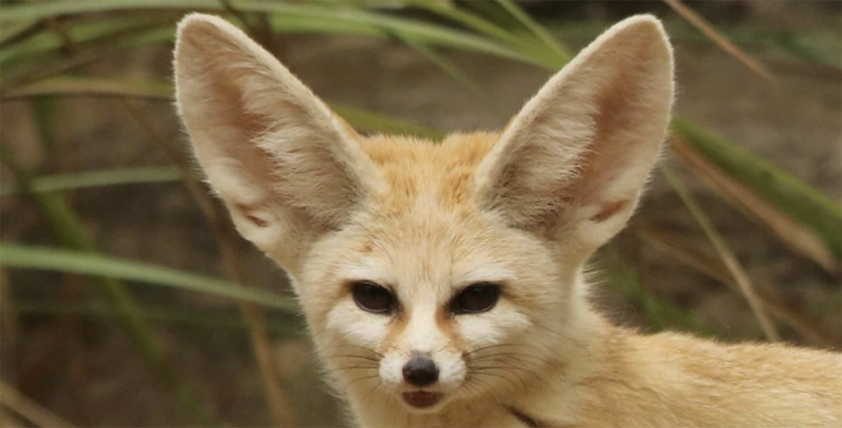 Fennec fox